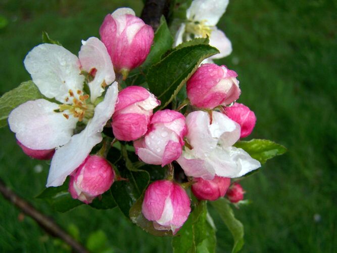 Research team gets grant to study precision chemical thinning of apple blossoms